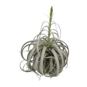 Tillandsia Xerographica - Ø35cm - ↕50cm
