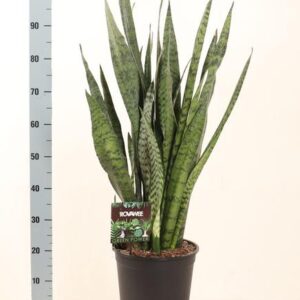 Sansevieria Zeylanica - Ø27 ↕100