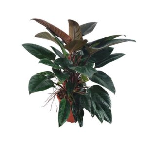 Philodendron Congo Rojo - Ø27 ↕100
