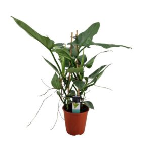 Philodendron Grey - Ø19cm - ↕75cm