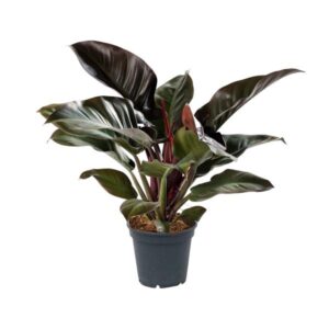 Philodendron Imperial Red - Ø17cm - ↕50cm