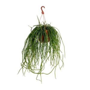 Selenisereus Wercklei - Ø21cm - ↕50cm
