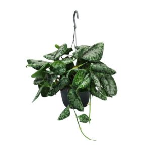 Scindapsus Pictus Trebie - Ø15cm - ↕35cm