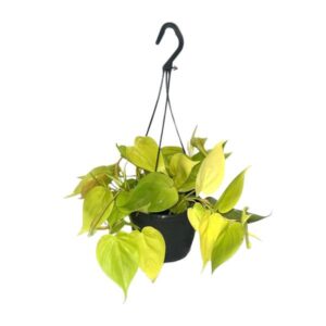 Philodendron Lime - Ø15cm - ↕35cm