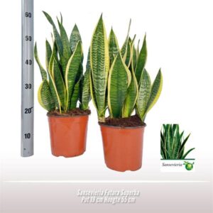 Sansevieria Futura Superba - Ø19 ↕55