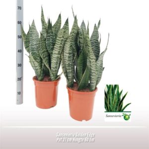 Sansevieria Golden Edge - Ø21 ↕50