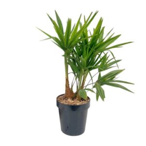 Trachycarpus Fortunei - Ø21cm - ↕70cm