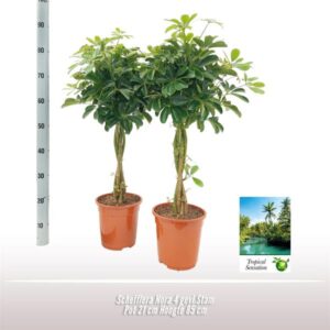 Schefflera Nora - Ø21 ↕85