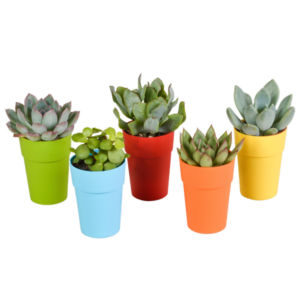 Vetplanten mix 5.5 cm - 5x - in gekleurde plasticpot