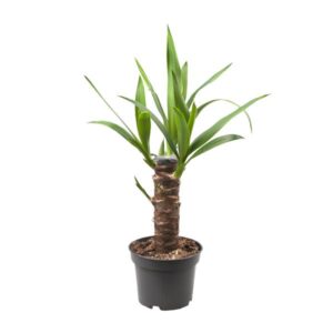 Yucca Elephantipes - Ø12cm - ↕30cm