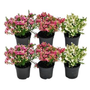 6x Pernettya mucronata mix | 2x parelbes wit, 2x rood & 2x roze | pot 12 cm Ø | hoogte 20 cm ↨