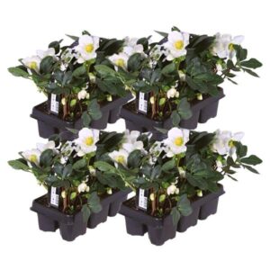 Set van 24 kerstroos planten | 24x Helleborus niger 'Christmas Carol' | 7 cm Ø | 20 cm ↕