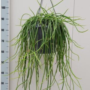 Selenecereus Werckley - Ø25cm - ↕60cm