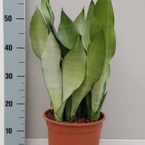 Sanseveria Moonshine - Ø21cm - ↕60cm