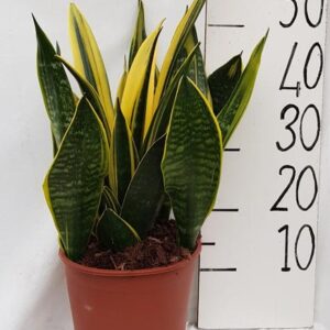 Sanseveria Goldflame - Ø21cm - ↕50cm