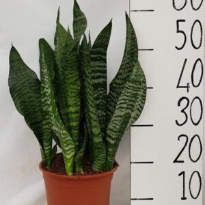 Sanseveria Black Coral - Ø21cm - ↕60cm