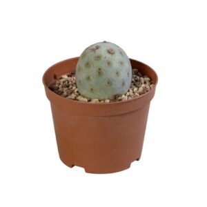 Tephrocactus Geometricus - Ø10cm - ↕25cm