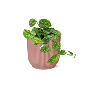 Scindapsus Pictus ‘Argyraeus’ in ELHO Vibes Fold 14cm roze