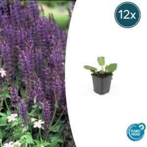 Salvia nem. 'Mainacht' - ↕10-25cm - Ø9cm - 12x