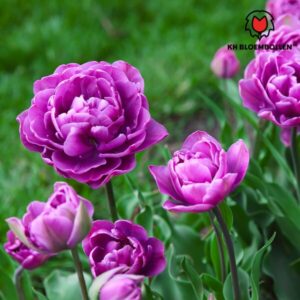 Tulpenbollen Double Flag – 20 Stuks | KH Bloembollen® | Paarse Dubbelbloemige Tulp – Elegant & Vol – Cadeau voor Tuin of Pot – Maat 11/12 – Vers van de Teler!
