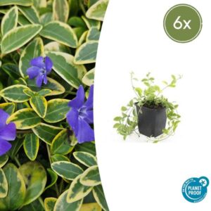 Vinca minor 'Aureovariegata' - ↕10-25cm - Ø9cm - 1x