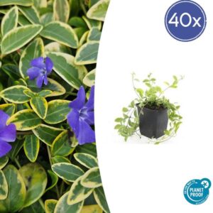 Vinca minor 'Aureovariegata' - ↕10-25cm - Ø9cm - 40x