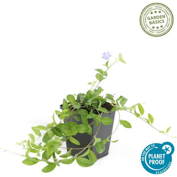 Vinca minor 'La Grave' - ↕10-25cm - Ø9cm - 20x - Afbeelding 4