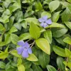 Vinca minor 'La Grave' - ↕10-25cm - Ø9cm - 20x - Afbeelding 5