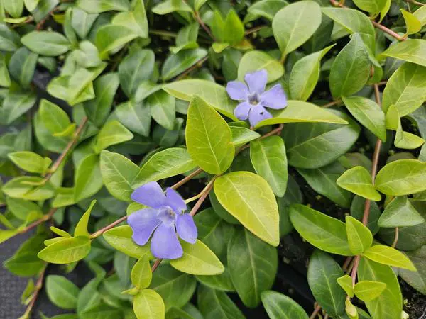 Vinca minor 'La Grave' - ↕10-25cm - Ø9cm - 20x - Afbeelding 5