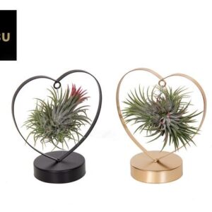 Tillandsia Love Edition Zwart/Goud Mix - 2 stuks - Ø10,5cm - ↕21cm