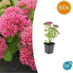 Sedum 'Herbstfreude' - ↕10-25cm - Ø9cm - 60x