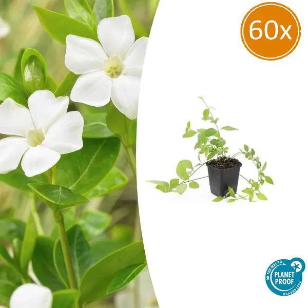 Vinca major 'Alba' - ↕10-25cm - Ø9cm - 60x
