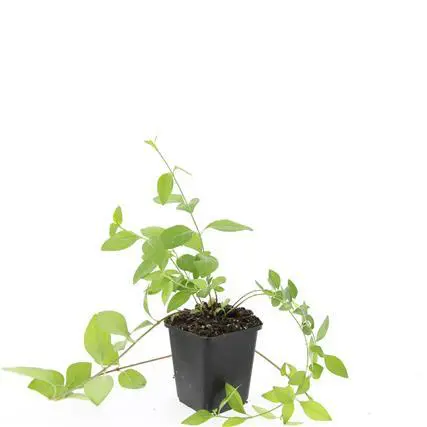 Vinca major 'Alba' - ↕10-25cm - Ø9cm - 60x - Afbeelding 2