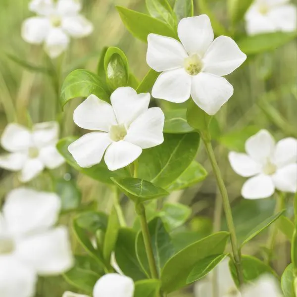 Vinca major 'Alba' - ↕10-25cm - Ø9cm - 60x - Afbeelding 3