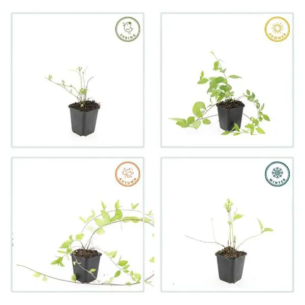 Vinca major 'Alba' - ↕10-25cm - Ø9cm - 60x - Afbeelding 6