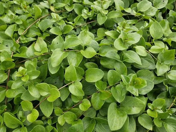 Vinca major 'Alba' - ↕10-25cm - Ø9cm - 60x - Afbeelding 7