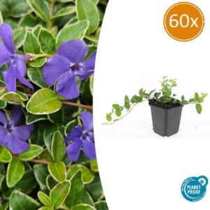 Vinca minor 'Argenteovariegata' - ↕10-25cm - Ø9cm - 60x