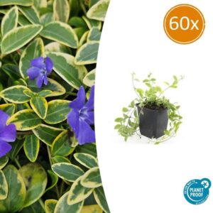 Vinca minor 'Aureovariegata' - ↕10-25cm - Ø9cm - 60x
