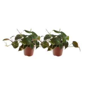Philodendron Scandens Micans - 2 stuks - Ø12cm - ↕25cm