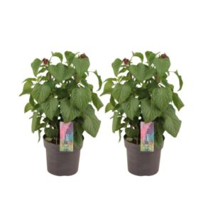 Salvia Salgoon Strawbery Lake - 2 stuks - Ø17cm - ↕50cm