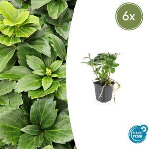 6x Pachysandra terminalis - ↕10-25cm - Ø9cm