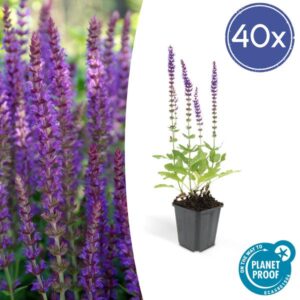 40x Salvia nem. 'Ostfriesland' - ↕10-25cm - Ø9cm