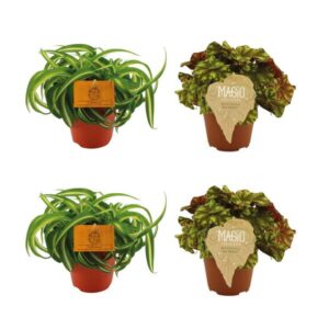 2x Chlorophytum Bonnie + 2x Begonia Rex Zumba - 4 stuks - Ø12cm - ↕20-25cm