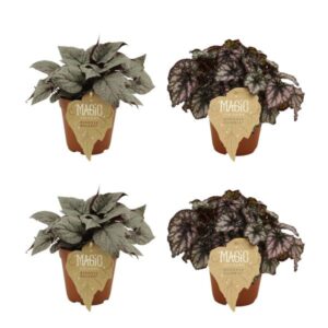 2x Begonia Rex Bolero + 2x Begonia Rex Cumbia - 4 stuks - Ø12cm - ↕25cm