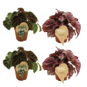 2x Begonia Rex Ferox + 2x Begonia Rex Lambada - 4 stuks - Ø12cm - ↕25cm