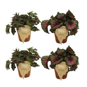 2x Begonia Rex Lion Dance + 2x Begonia Rex Macarena - 4 stuks - Ø12cm - ↕25cm