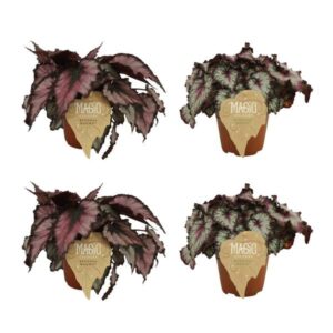 2x Begonia Rex Magma + 2x Begonia Rex Odissi - 4 stuks - Ø12cm - ↕25cm