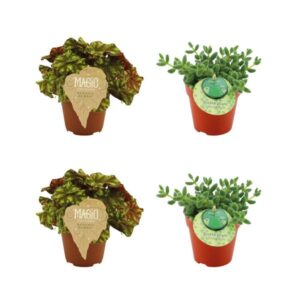 2x Begonia Rex Zumba - 2x Delosperma Echinatum - 4 stuks - Ø12cm - ↕20-25cm