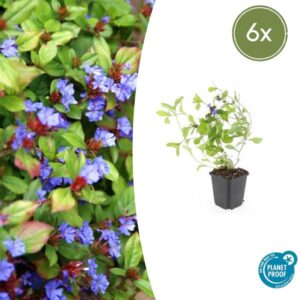 6x Ceratostigma plumbaginoides - ↕10-25cm - Ø9cm
