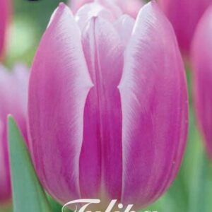 Tulipa - Triumph - Synade Blue - 7 bollen - Ø12/+ cm
